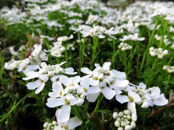 Trim back spreading plantslikecandytuft after they have flowered, to encourage  more blooms. (DO).
