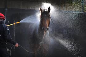 Work goes on at racing yards across Yorkshire while race meets are on hold.