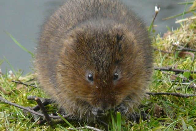 Efforts are being stepped up to save water voles.
