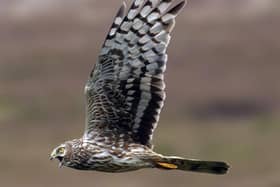 A hen harrier in full flight as a debate grows about wildlife crime.