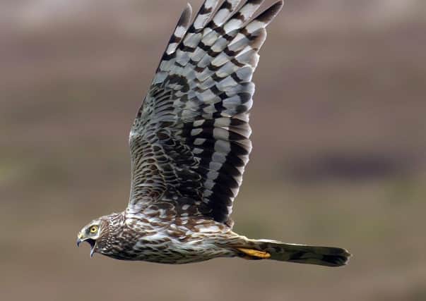 A hen harrier in full flight as a debate grows about wildlife crime.