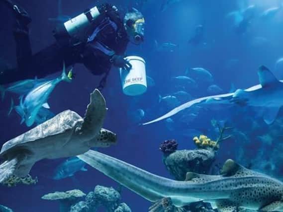 A diver at the Deep alongside sharks and a turtle Picture: The Deep