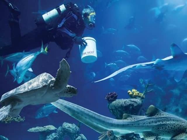 A diver at the Deep alongside sharks and a turtle Picture: The Deep