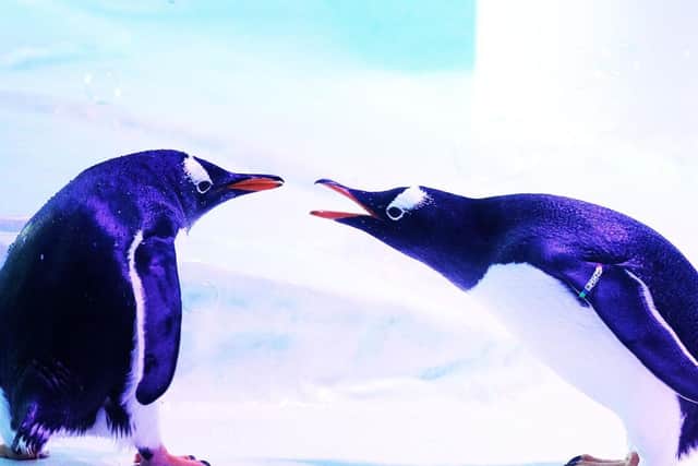 Gentoo penguins at The Deep in Hull  Picture:  Lynne Cameron/PA Wire