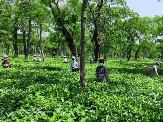 Social distancing in a tea field in India. Picture: Mcleod Russel India Ltd.