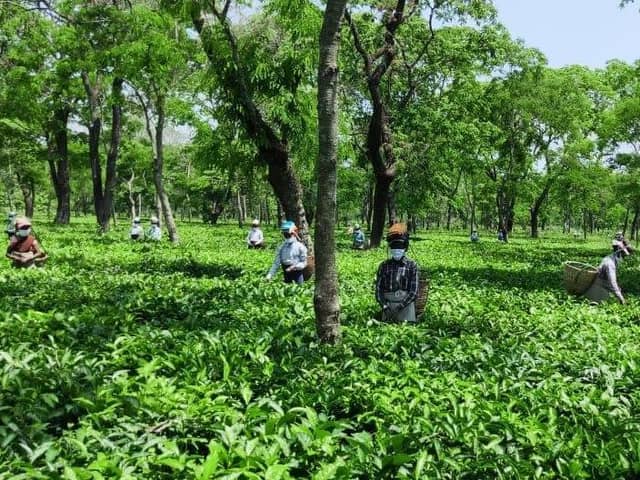 Social distancing in a tea field in India. Picture: Mcleod Russel India Ltd.