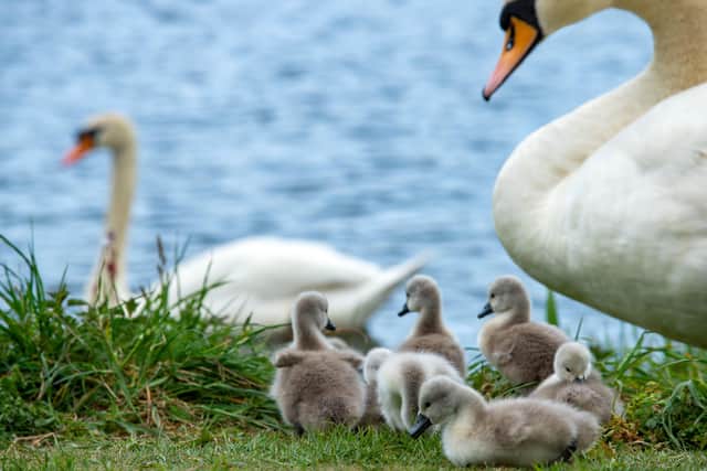The lockdown has led to much fascination in the progress of this young family of swans after eight cygnets were hatched in North West Leeds last week. Photo: Bruce Rollinson.