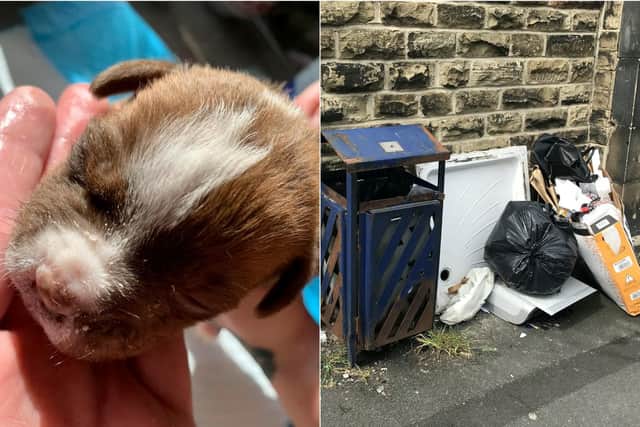 The pup was found in the bin area outside a shop in Huddersfield