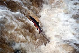 The salmons' leap could soon be seen in the Yorkshire Dales River Aire. Image: Gerard Binks
