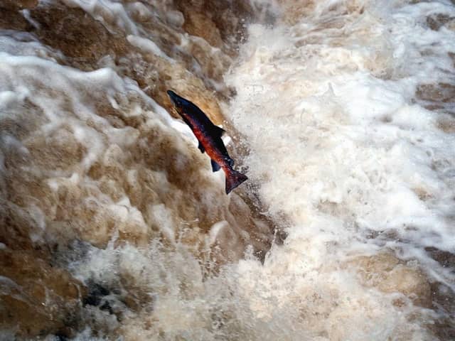 The salmons' leap could soon be seen in the Yorkshire Dales River Aire. Image: Gerard Binks