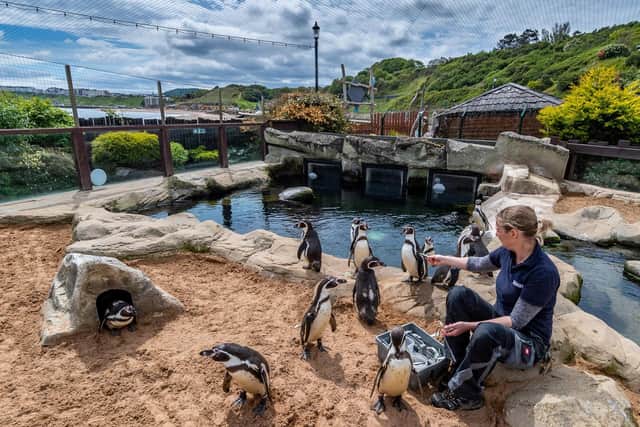 Some of the penguins are missing out on human interaction Picture: James Hardisty