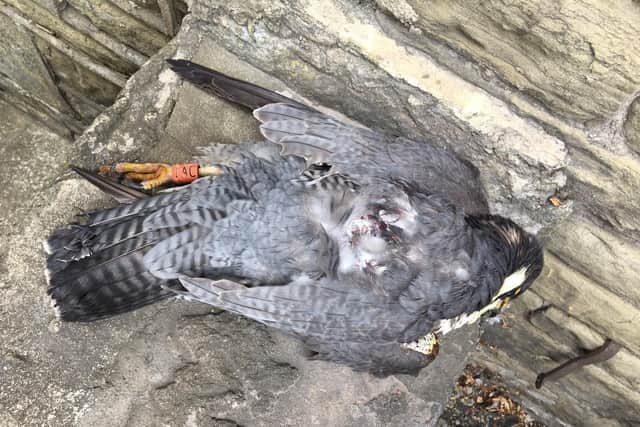 The Peregrine Falcon was shot dead according to police