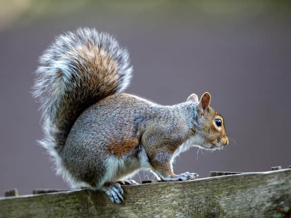 Conservation work monitoring the grey squirrel has been put on hold during the lockdown.