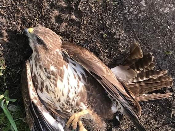 The buzzard when it was found by a member of the public in Pateley Bridge.