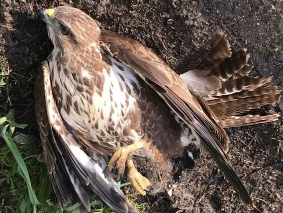The buzzard was poisoned with banned pesticides Picture: North Yorkshire Police