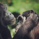 Chimpanzee lip-smacks exhibit a speech-like rhythm, confirming that human speech has ancient roots within primate communication, according to a new study. Photo credit: Catherine Hobaiter