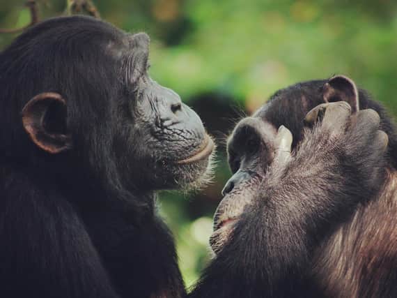 Chimpanzee lip-smacks exhibit a speech-like rhythm, confirming that human speech has ancient roots within primate communication, according to a new study. Photo credit: Catherine Hobaiter