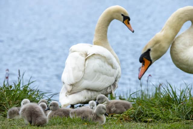 These cygnets have been a source of lockdown fascination in a park in North West Leeds. Photo: Bruce Rollinson.