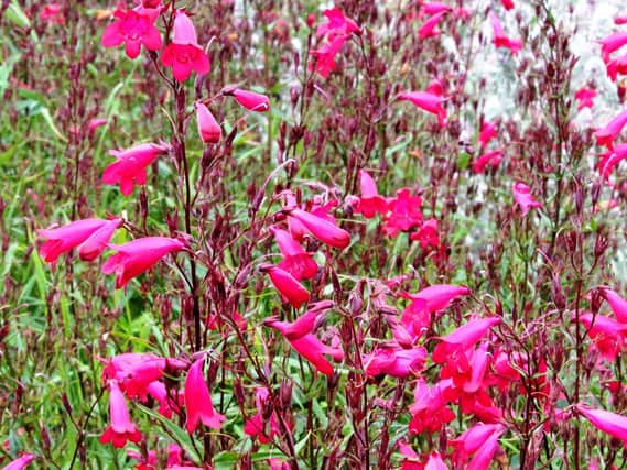 It's a good time to prune penstemons. (Dave Overend).