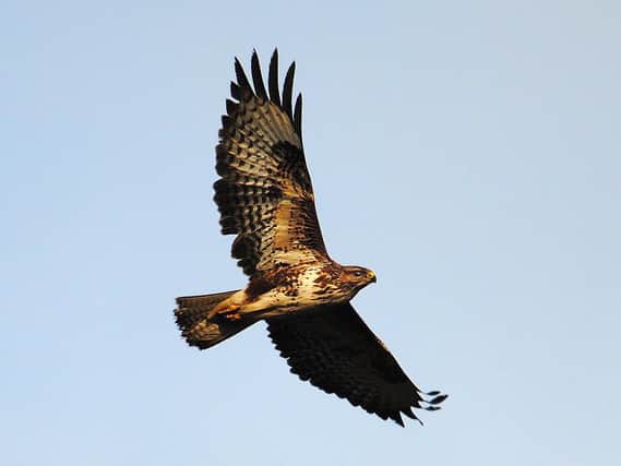 Generic image of a buzzard