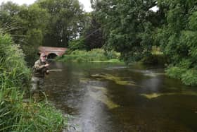 Angler and angling writer Dave Southall, fishing on Driffield Beck in the Yorkshire Wolds.