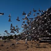 More than 4,000 pigeons belonging to members of the Barnsley Federation of Racing Pigeons are released at Wicksteed Park in Kettering, Northamptonshire, as pigeon racing is the first spectator sport to return following the easing of lockdown restrictions in England.