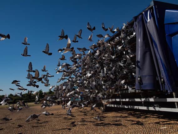 More than 4,000 pigeons belonging to members of the Barnsley Federation of Racing Pigeons are released at Wicksteed Park in Kettering, Northamptonshire, as pigeon racing is the first spectator sport to return following the easing of lockdown restrictions in England.
