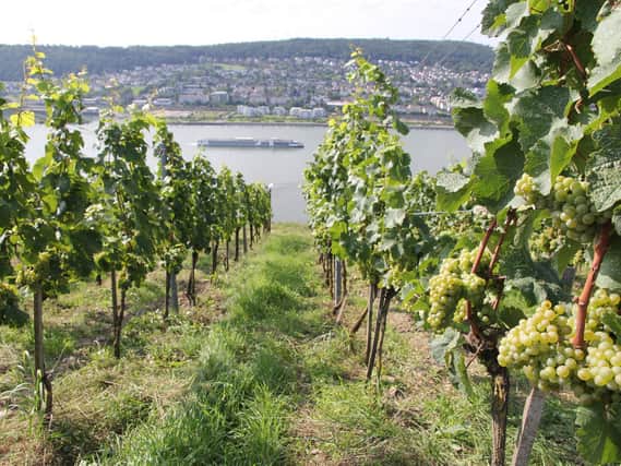 Try a Riesling from Germany.