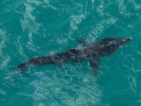 Wildlife enthusiast Alan Johnson snapped this image of the shark