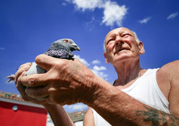 John Greenshield holds one of his racing pigeons after it returned to his coop complex in Wombwell, South Yorkshire, as pigeon racing beats snooker and horse racing to be the first sport to return following the easing of lockdown restrictions in England. Picture: Danny Lawson/PA Wire