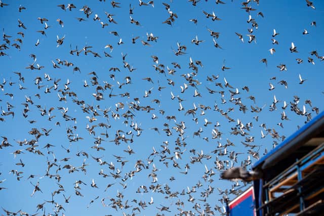 4,465 pigeons belonging to members of the Barnsley Federation of Racing Pigeons are released at Wicksteed Park in Kettering, Northamptonshire, as pigeon racing is the first spectator sport to return following the easing of lockdown restrictions in England. Picture: Jacob King/PA Wire