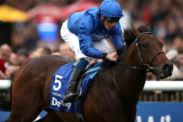 The unbeaten colt Pinatubo, the mount of William Buick, is favourite for this weekend's Qipco 2000 Guineas at Newmarket.