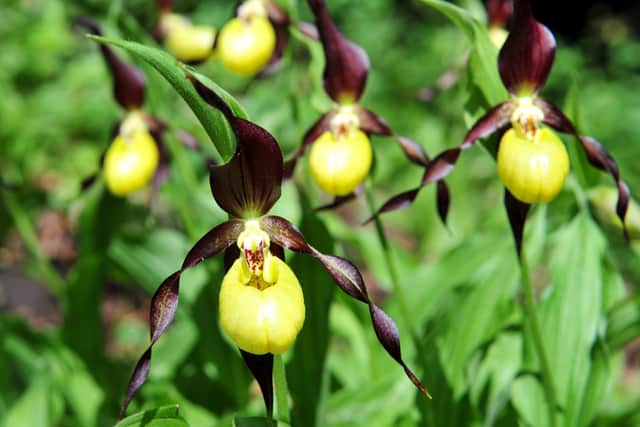 The rare lady's-slipper orchid that was thought to be extinct at the beginning of the 20th century. 
Picture: Gerard Binks