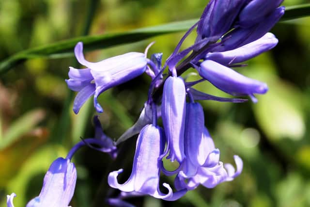It is a good time to lift and divide clumps of bluebells. (Dave Overend).