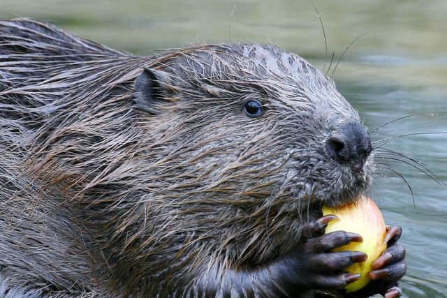Archive pic: Beavers were released back into the wild in Yorkshire last year