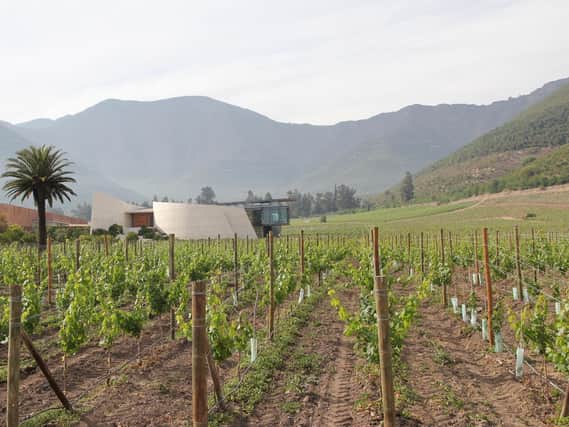 Errazuriz vineyards catch cool afternoon breezes to keep fresh flavours.