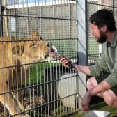 Animal Ranger Adam Spencer feeds Crystal the Lion at the park