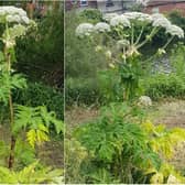The hogweed was spotted in Castleford cc Lizzy Coultous