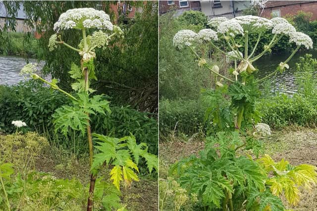 The hogweed was spotted in Castleford cc Lizzy Coultous