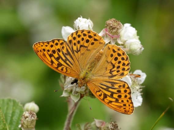 There has been an early emergence of butterflies following a warm spring and hot May.