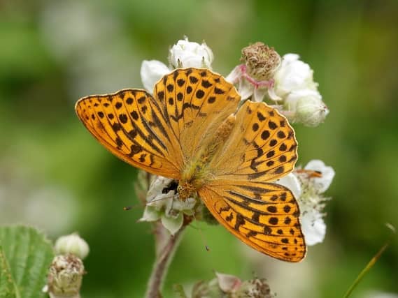 There has been an early emergence of butterflies following a warm spring and hot May.
