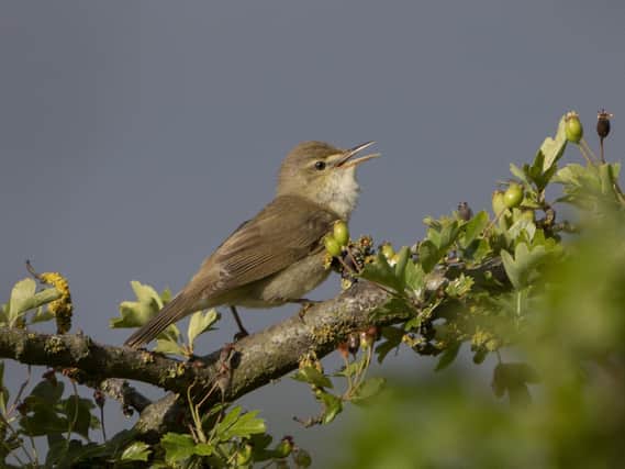 The migratory bird is rarely seen in Britain and normally found in Asia and eastern Europe