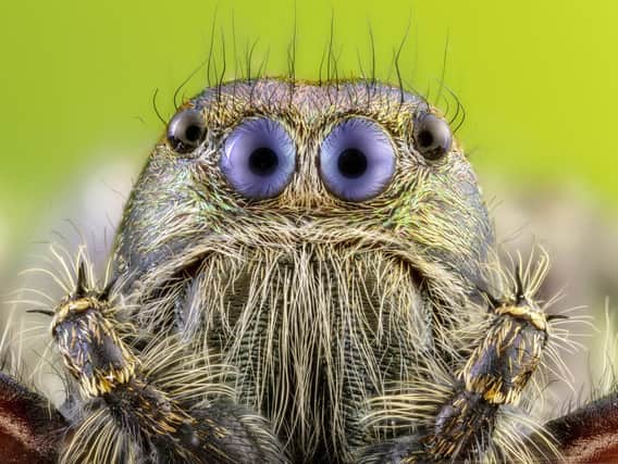 Calvin Taylor Lee, from Scunthorpe, took this photo of a jumping spider getting up close to the camera