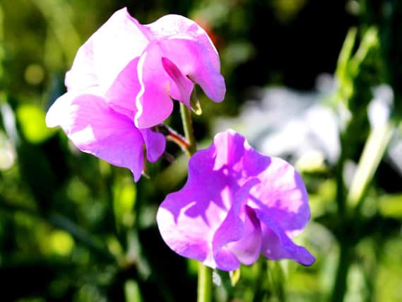 If you pick sweet peas as soon as they flower it will encourage more blooms.