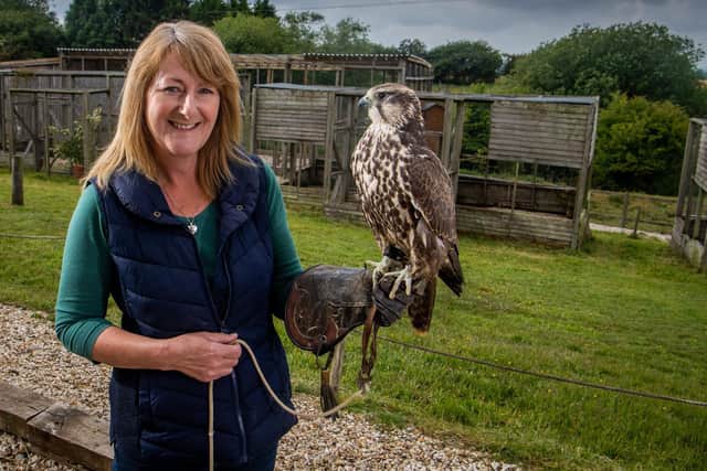 Co-owner Ann O'Brien, holding a Saker Falcon, called Yasmin Picture: James Hardisty