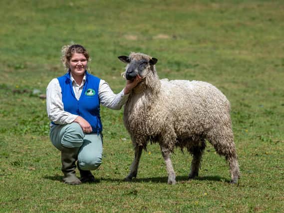 Rowan Simms has added rare breed sheep to her native pigs