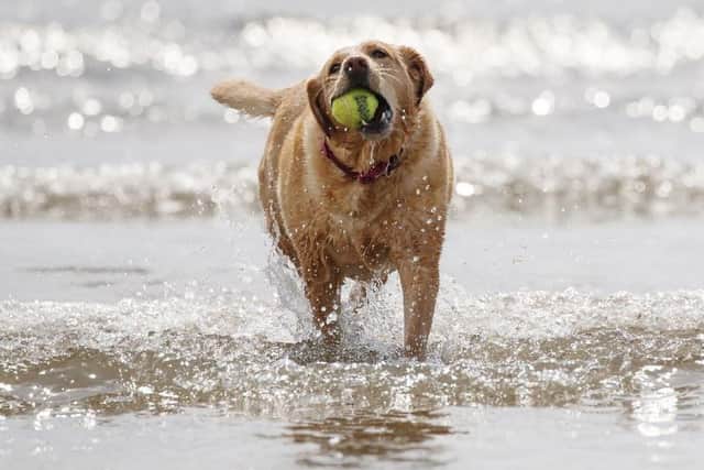 A dog plays in the sea in Scarborough. Picture: Danny Lawson/PA