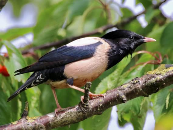 Brian Hughes said he had never before seen the pink-beaked bird, and later discovered it was a rosy starling. PIC: Brian Hughes/SWNS