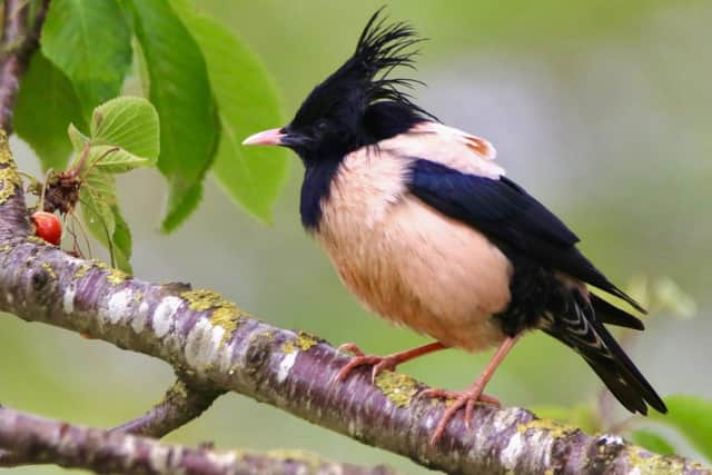 Brian Hughes said he had never before seen the pink-beaked bird, and later discovered it was a rosy starling. PIC: Brian Hughes/SWNS