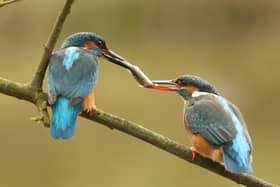 The fish pass is a crucial moment in their courtship.